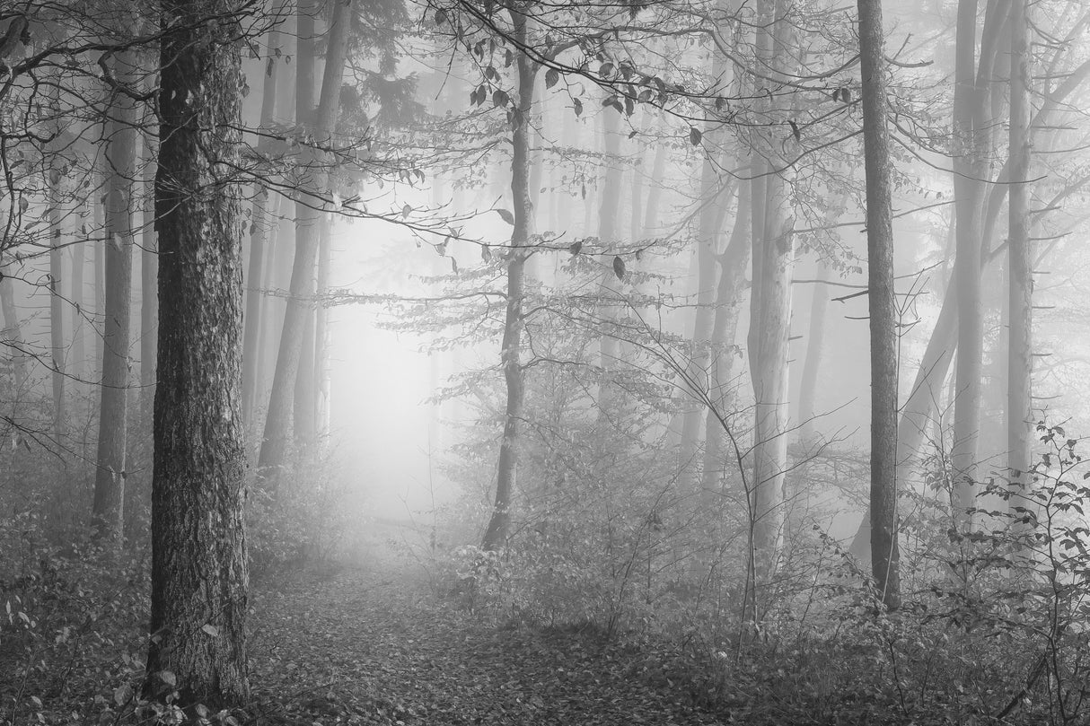 The silence of the woods Poster och Canvastavla