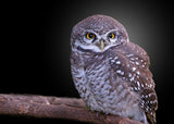 Spotted Owlet Poster och Canvastavla