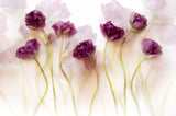 Tulips (III) Poster och Canvastavla