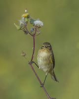 spring bird Poster och Canvastavla