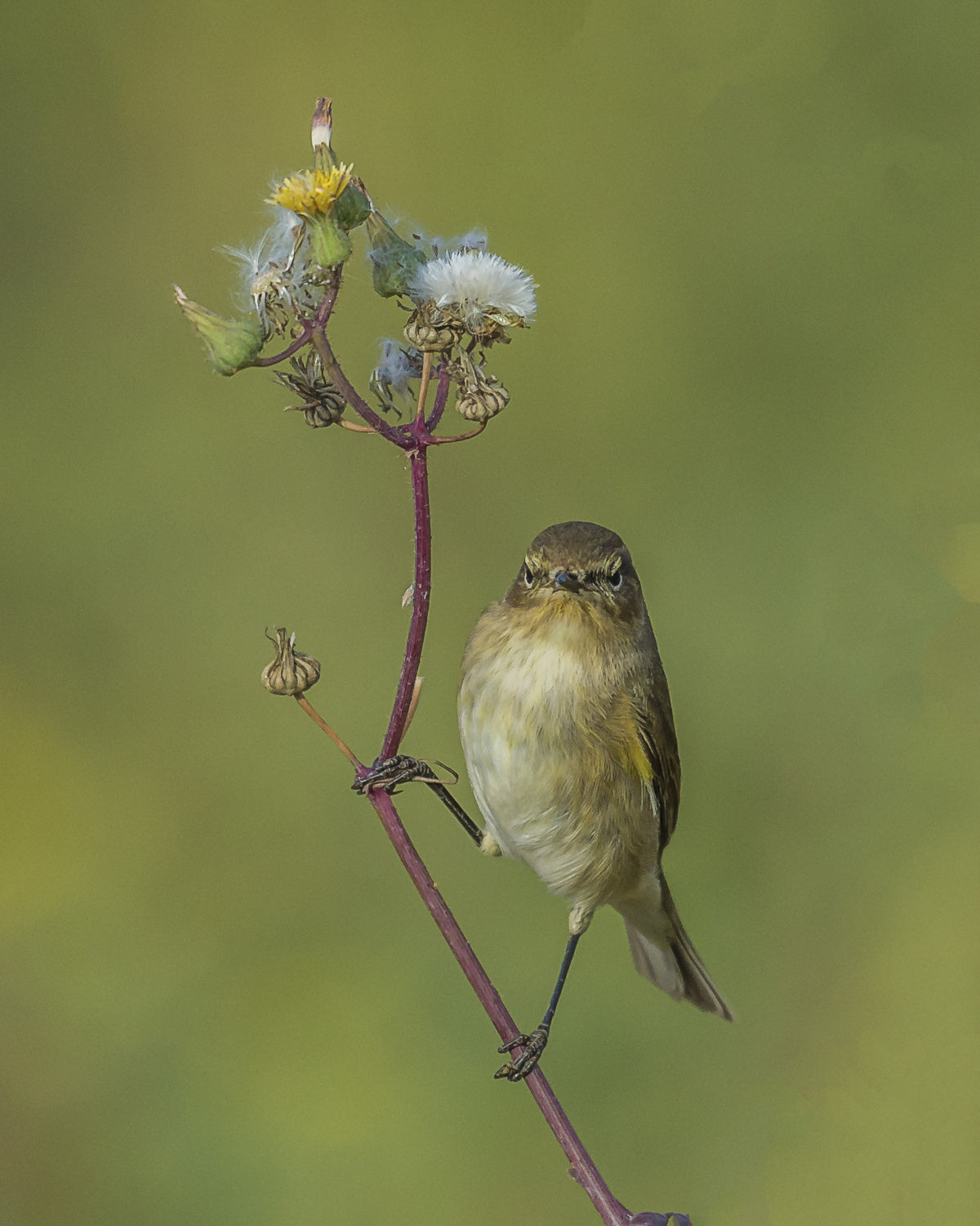 spring bird Poster och Canvastavla