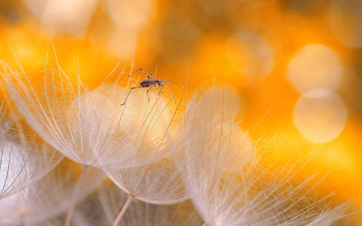 Fragility and lightness... Poster och Canvastavla
