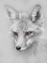 Red Fox Portrait Poster och Canvastavla