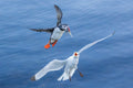 Seagull vs Puffin Poster och Canvastavla