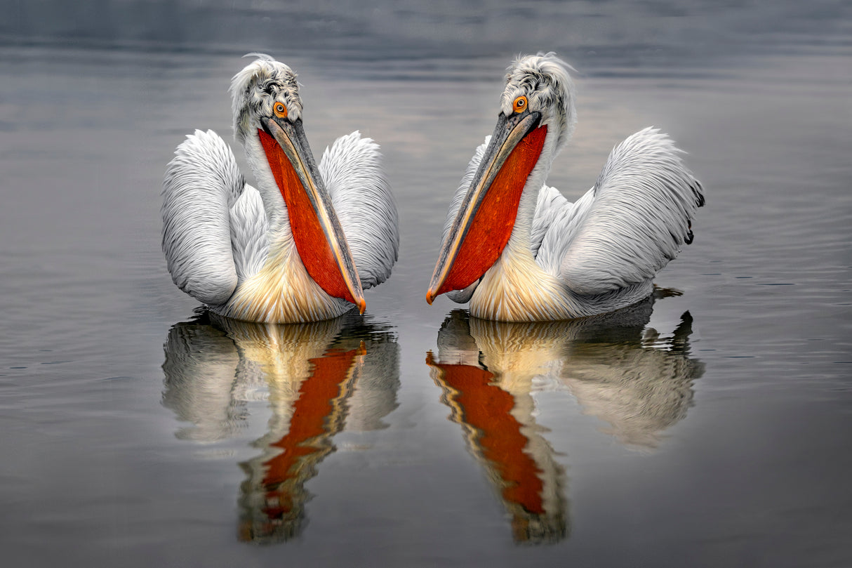 Dalmatian Pelicans Poster och Canvastavla