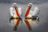 Dalmatian Pelicans Poster och Canvastavla