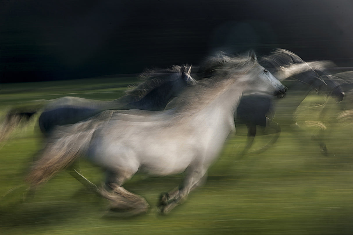 in gallop Poster och Canvastavla