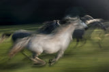 in gallop Poster och Canvastavla