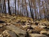 burnt trees in the forest Poster och Canvastavla
