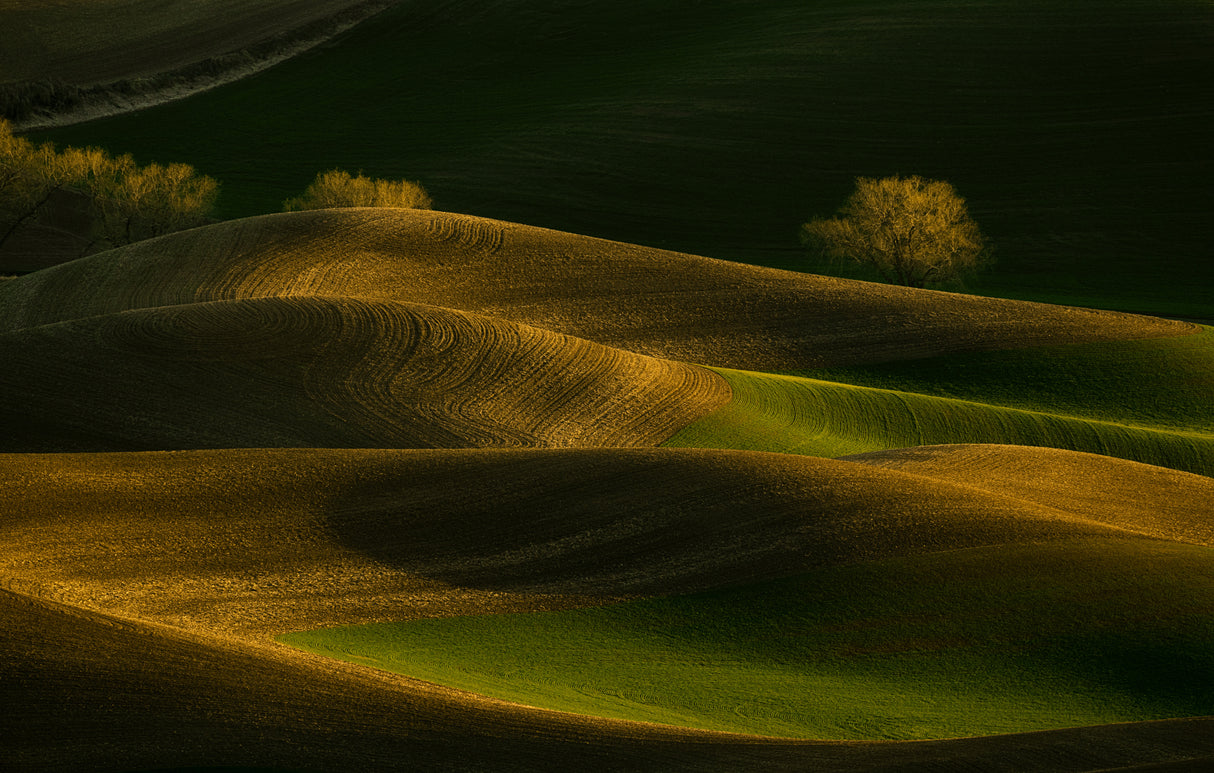 Sunset Wheat Field Poster och Canvastavla