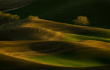 Sunset Wheat Field Poster och Canvastavla