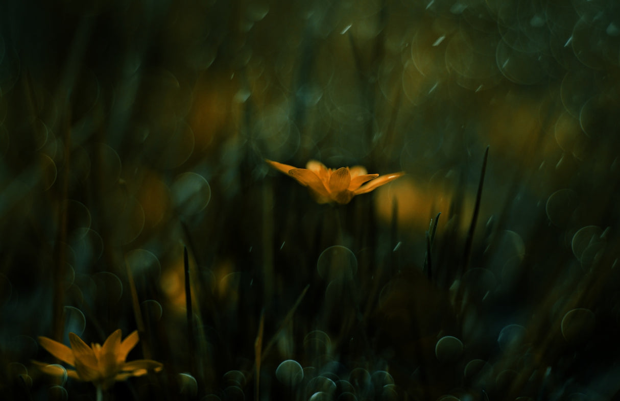 Rainy Night Story Poster och Canvastavla