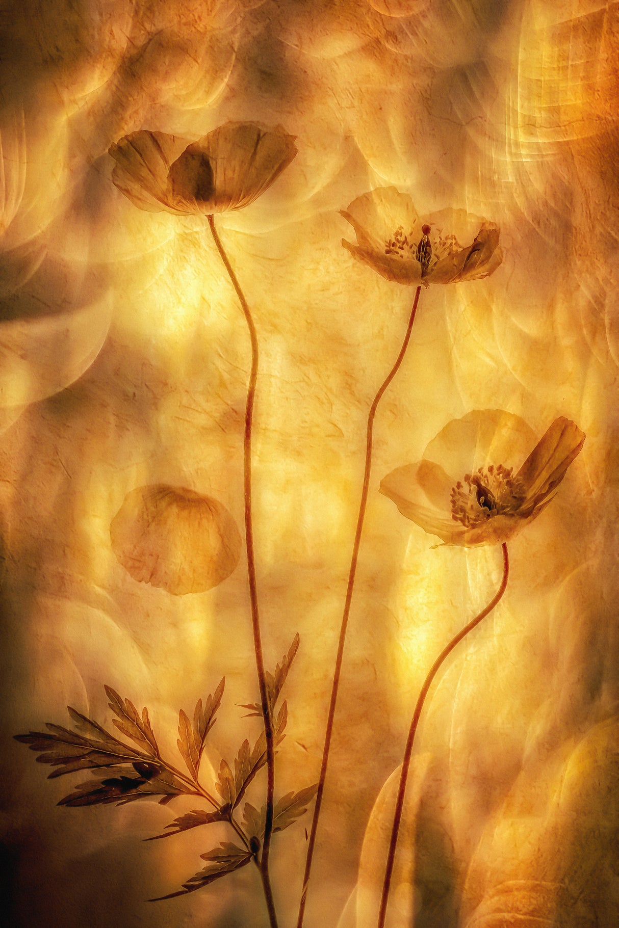 Poppies Poster och Canvastavla