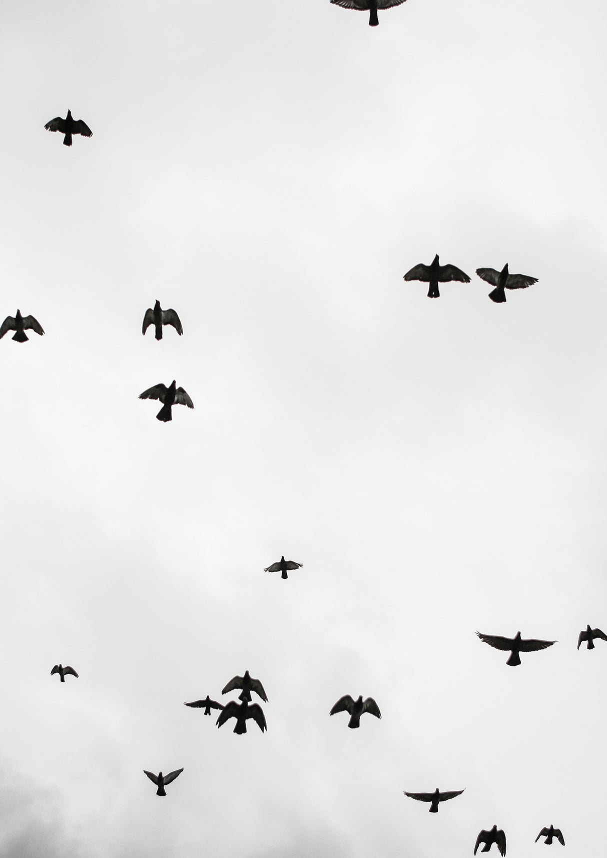 Flight &amp; Freedom No4 Poster och Canvastavla