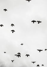 Flight &amp; Freedom No4 Poster och Canvastavla