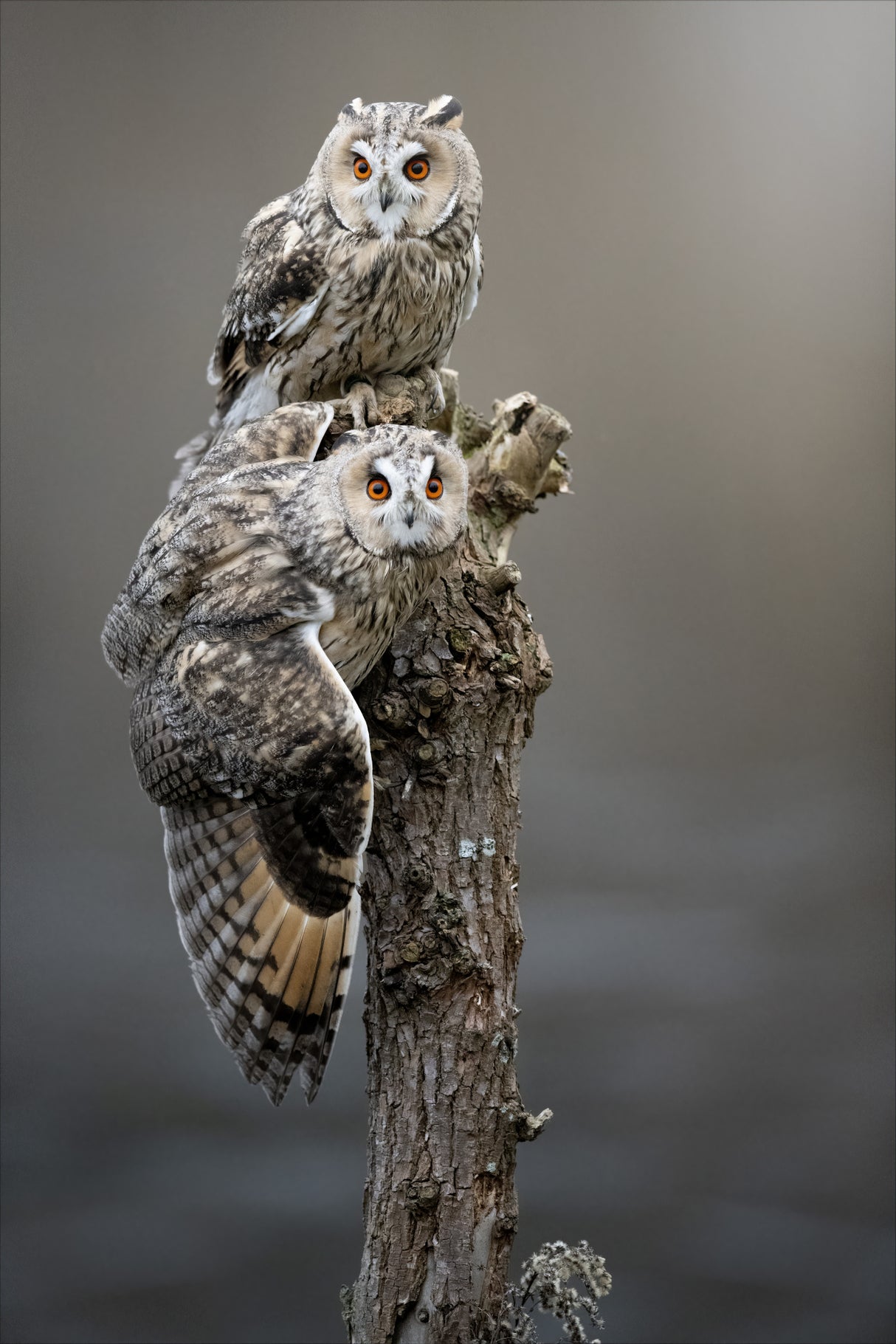 owls Poster och Canvastavla