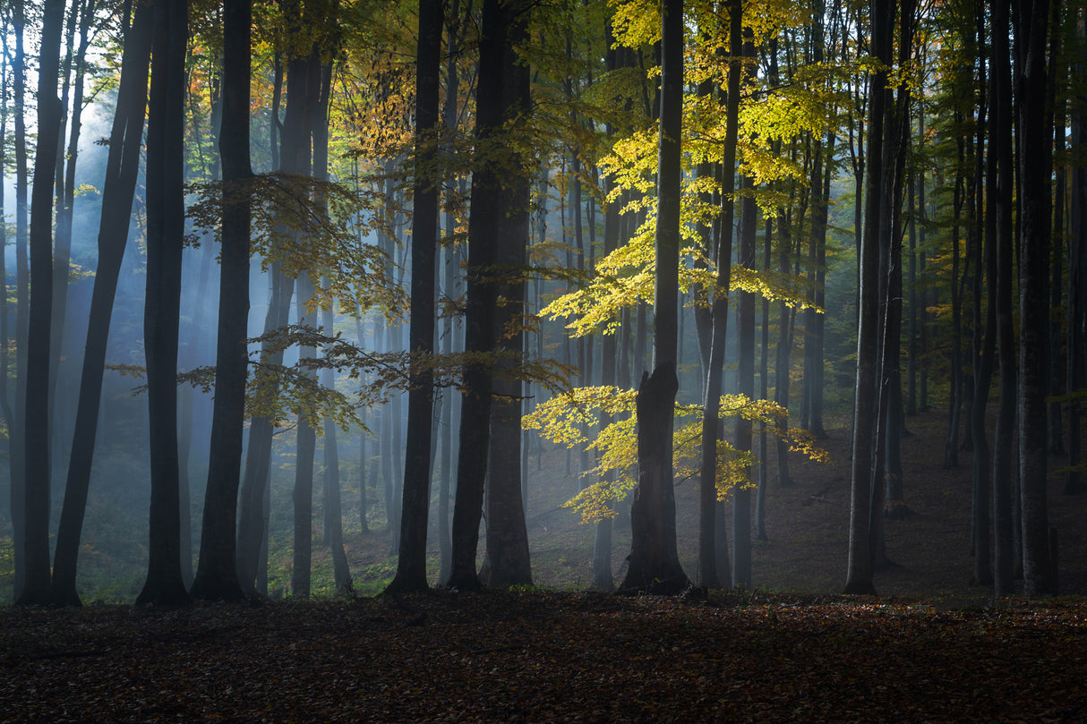 Foggy forest Poster och Canvastavla