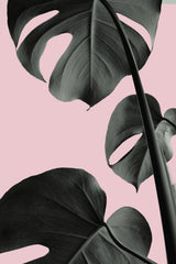 Monstera Pink No 03 Poster och Canvastavla