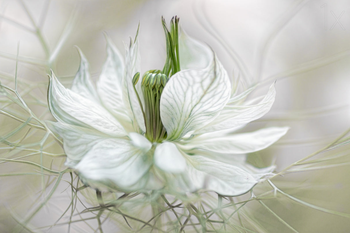 Nigella Poster och Canvastavla