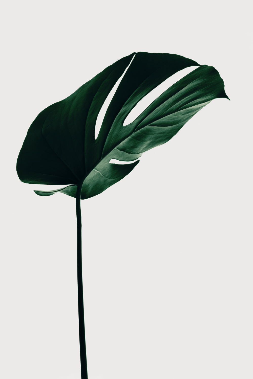 Monstera Natural 14 Poster och Canvastavla