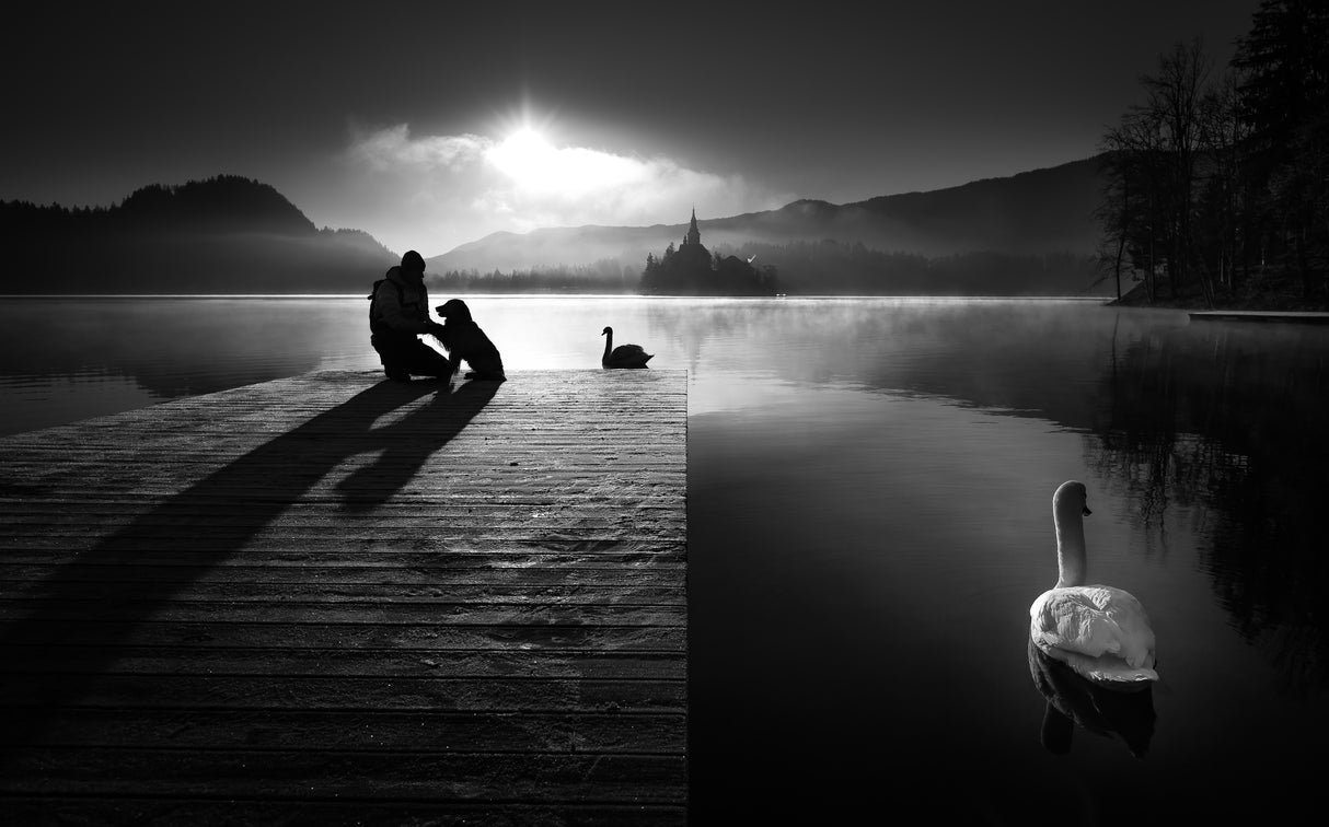 A peaceful morning at the lake Poster och Canvastavla