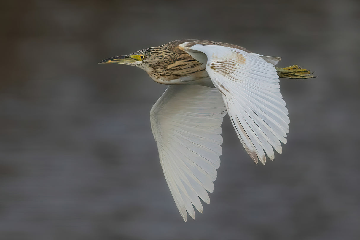 Squacco Heron Poster och Canvastavla