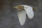 Squacco Heron Poster och Canvastavla