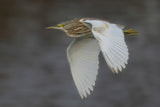 Squacco Heron Poster och Canvastavla
