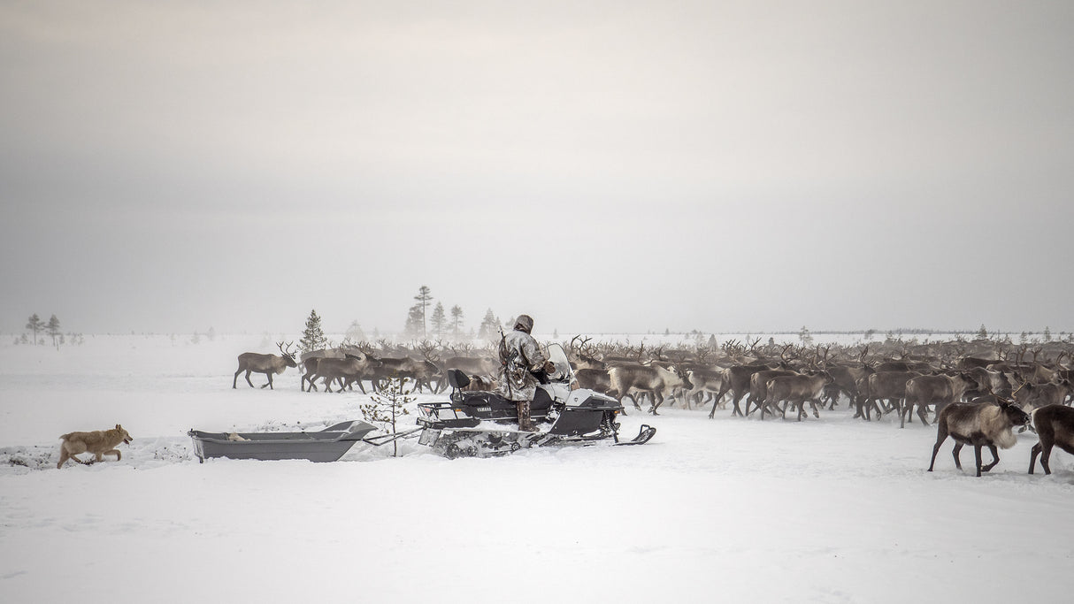 Kostya drives herd of reindeer Poster och Canvastavla