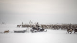 Kostya drives herd of reindeer Poster och Canvastavla