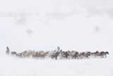 Winter Pastures Poster och Canvastavla