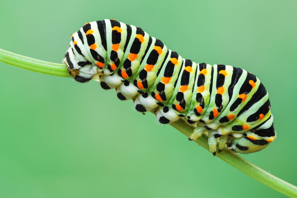Caterpillar Poster och Canvastavla