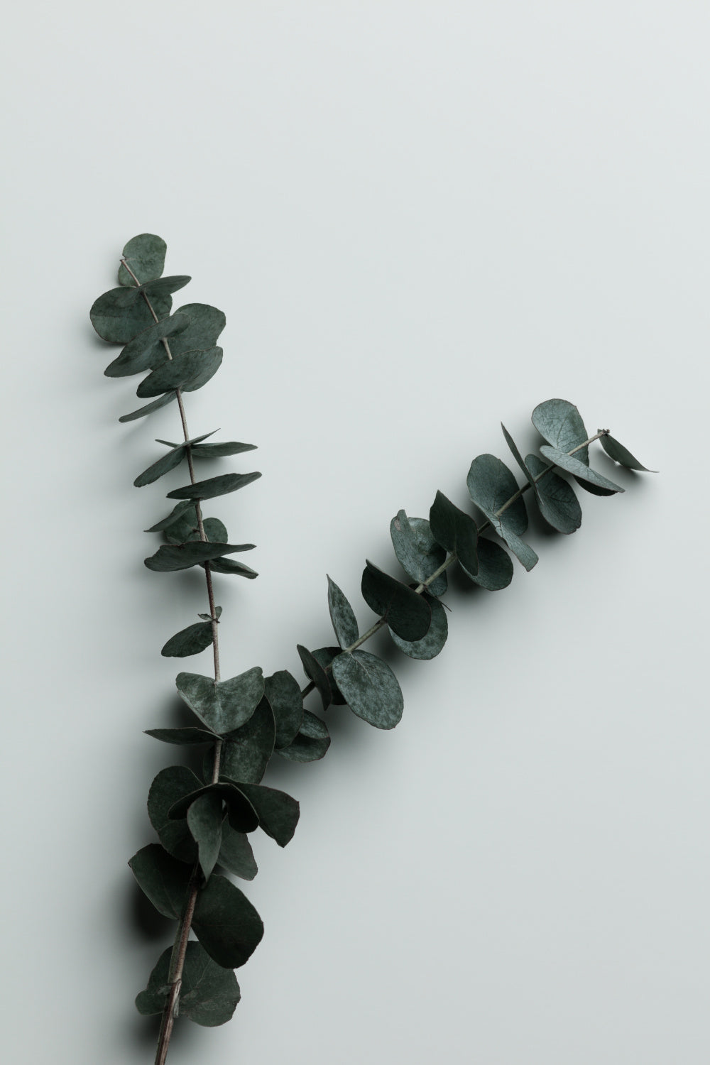 Eucalyptus Wall 02 Poster och Canvastavla