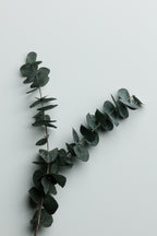 Eucalyptus Wall 02 Poster och Canvastavla