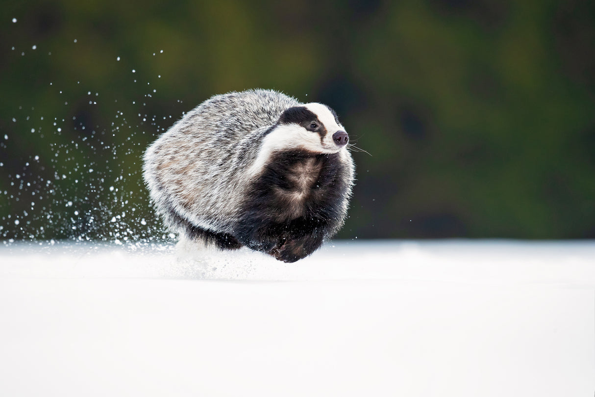 European badger Poster och Canvastavla