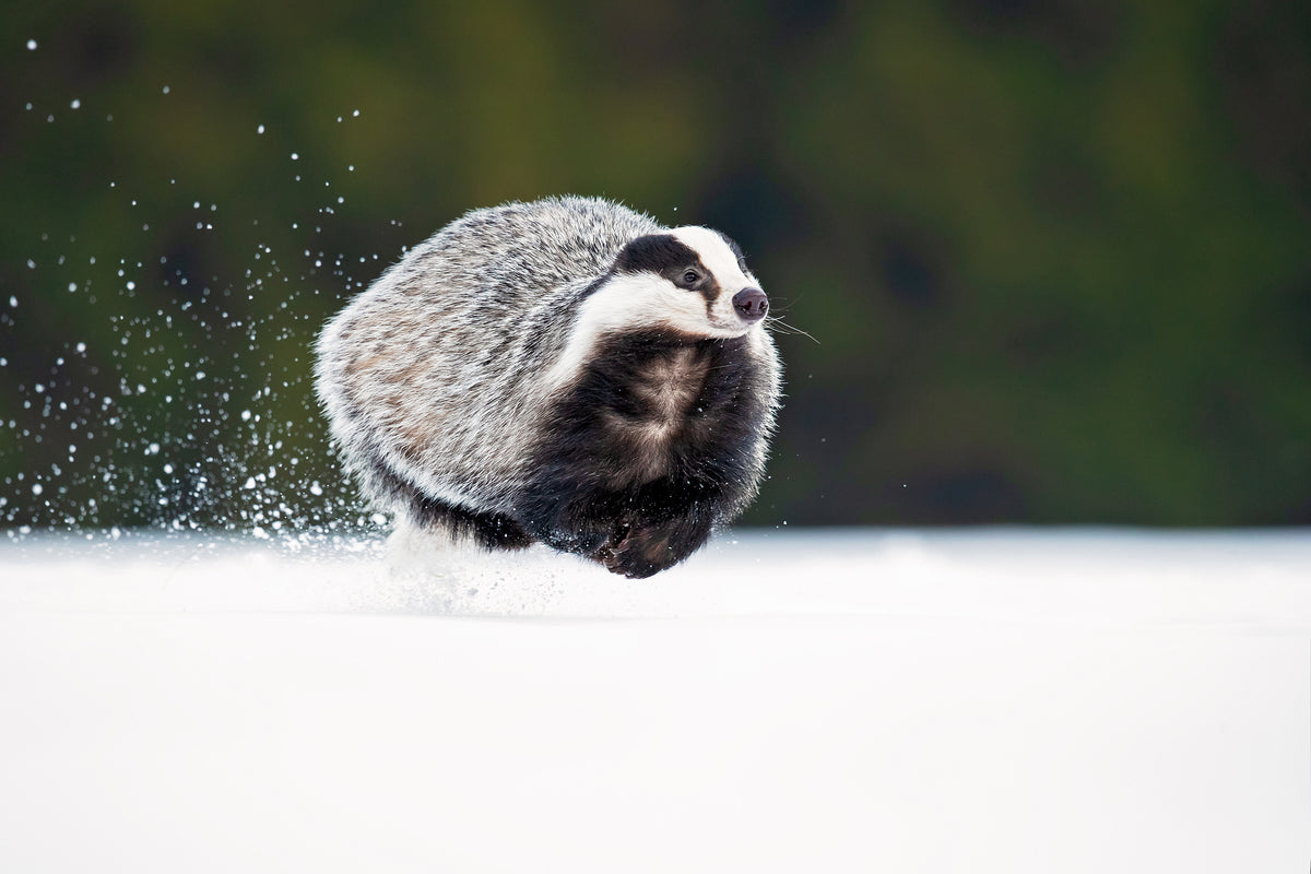 European badger Poster och Canvastavla