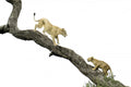 tree climbing lesson Poster och Canvastavla
