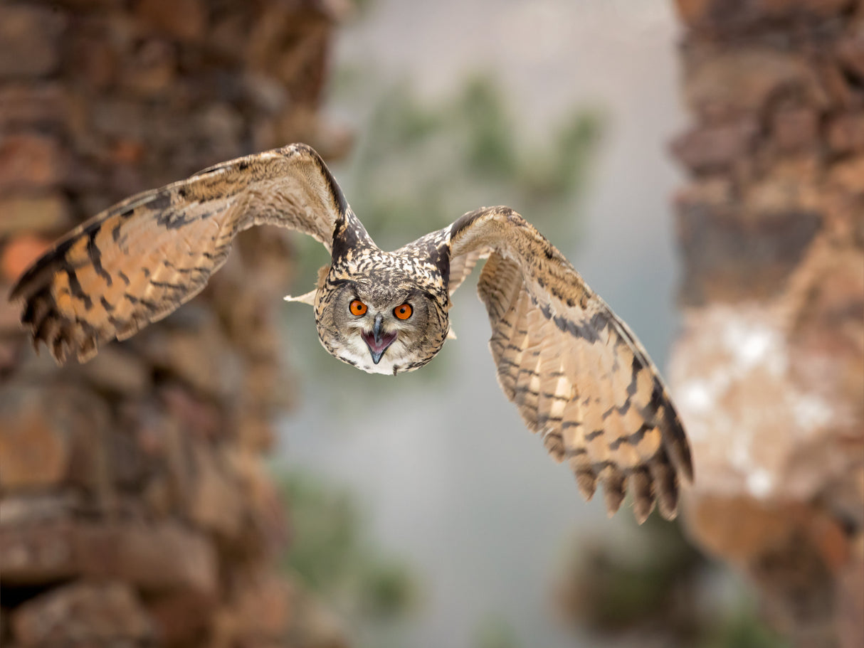 Eurasian eagle-owl Poster och Canvastavla