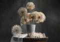 Dandelion Seed Pod Poster och Canvastavla