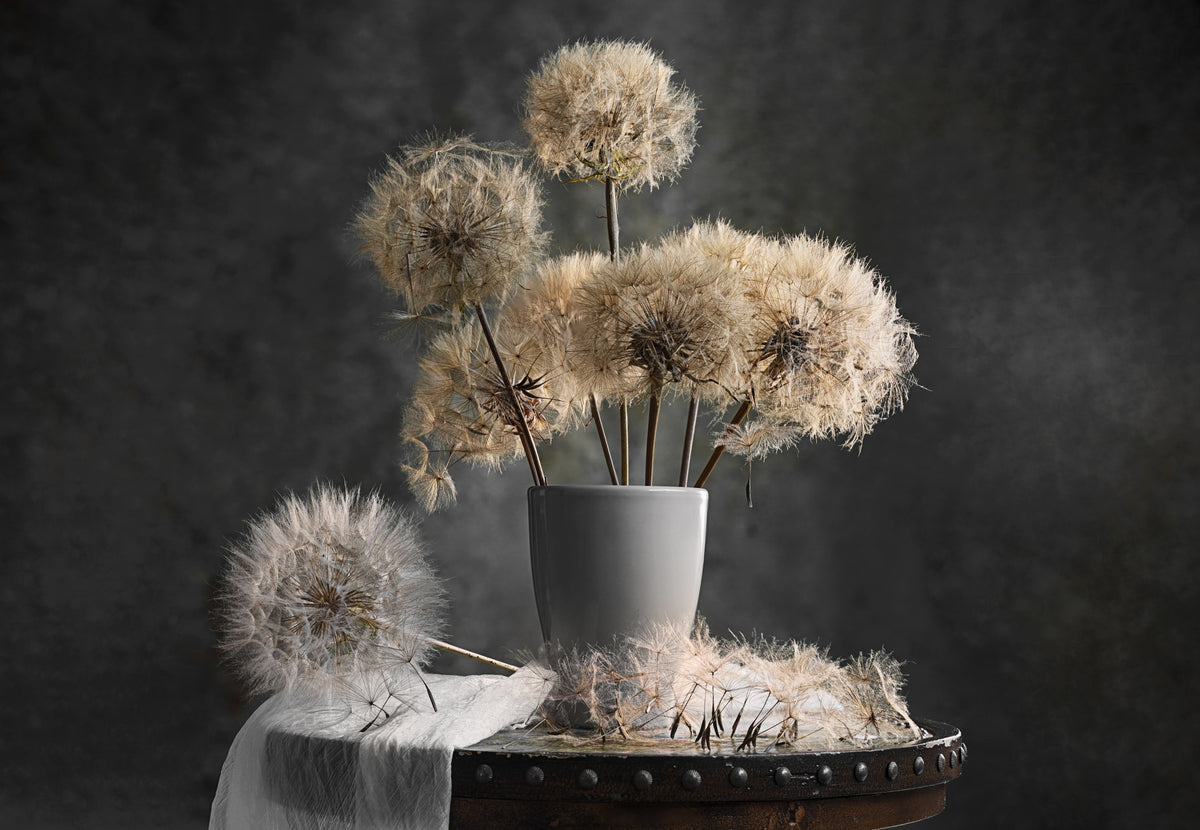 Dandelion Seed Pod Poster och Canvastavla