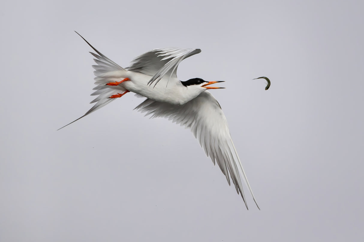 Tern play with fish Poster och Canvastavla