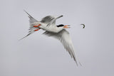 Tern play with fish Poster och Canvastavla