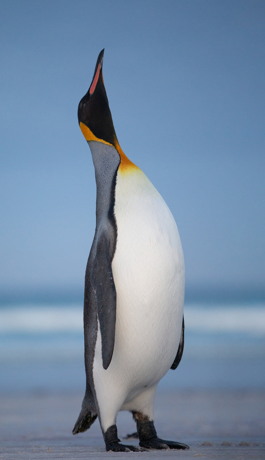 A noble King Poster och Canvastavla