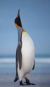 A noble King Poster och Canvastavla