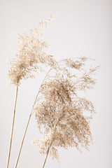Reed Grass Grey 07 Poster och Canvastavla