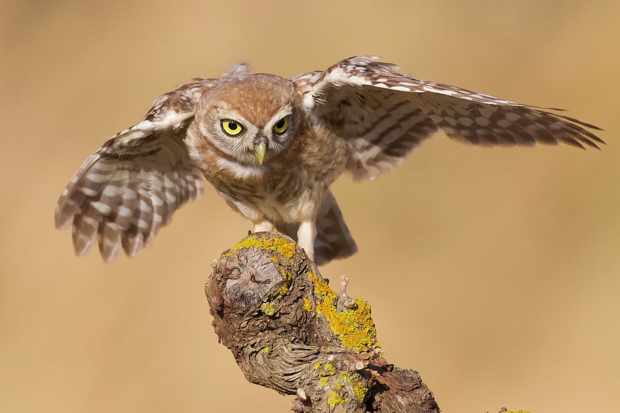 Little owl Poster och Canvastavla