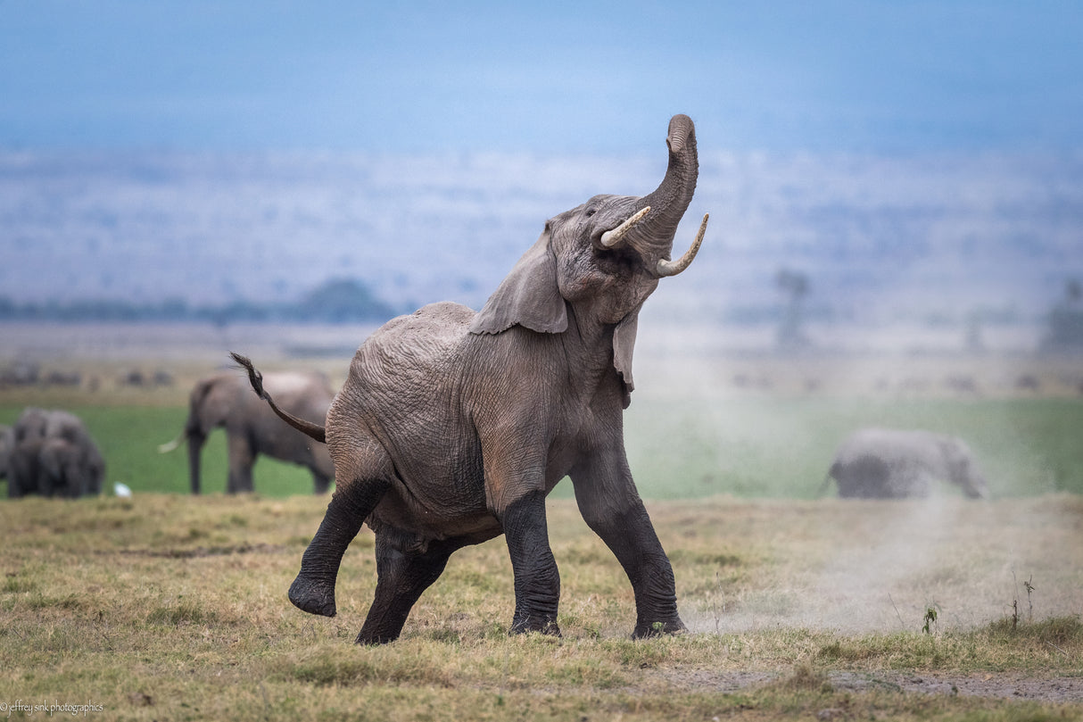 Dancing elephant Poster och Canvastavla