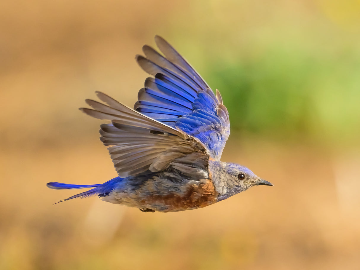 Western Blubird in Flight Poster och Canvastavla