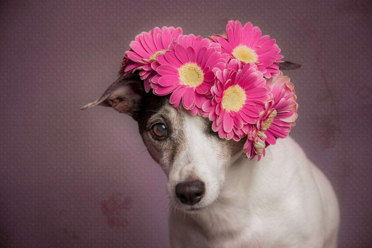 Mrs. Spring Poster och Canvastavla