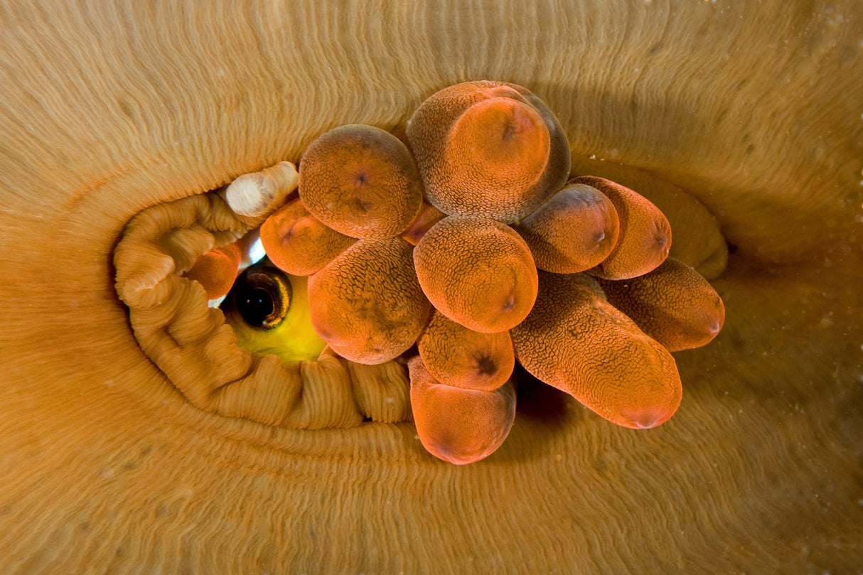 Eye of the Anemone Poster och Canvastavla